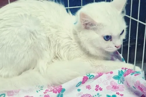 Gato raça SRD-ViraLata idade 2 anos nome TED WHITE