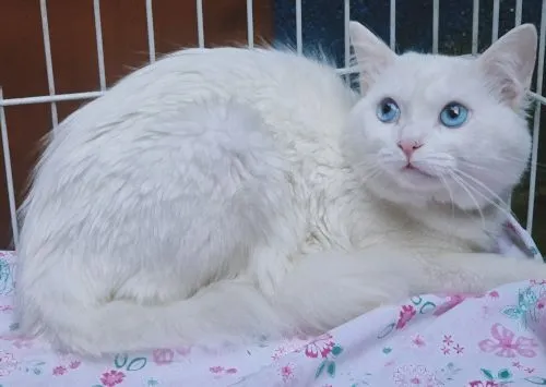 Gato raça SRD-ViraLata idade 2 anos nome TED WHITE