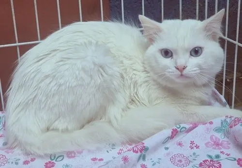 Gato raça SRD-ViraLata idade 2 anos nome TED WHITE