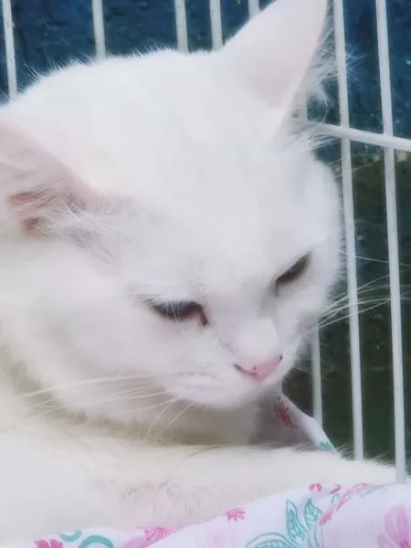 Gato raça SRD-ViraLata idade 2 anos nome TED WHITE