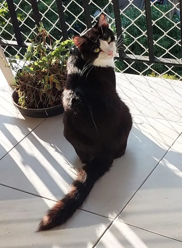 Gato raça SRD-ViraLata idade 3 anos nome MELISSA