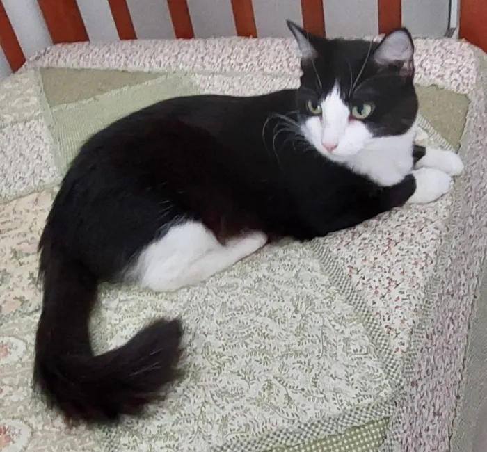 Gato raça SRD-ViraLata idade 3 anos nome MELISSA