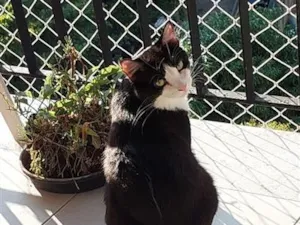 Gato raça SRD-ViraLata idade 3 anos nome MELISSA