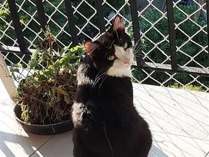 Gato raça SRD-ViraLata idade 3 anos nome MELISSA