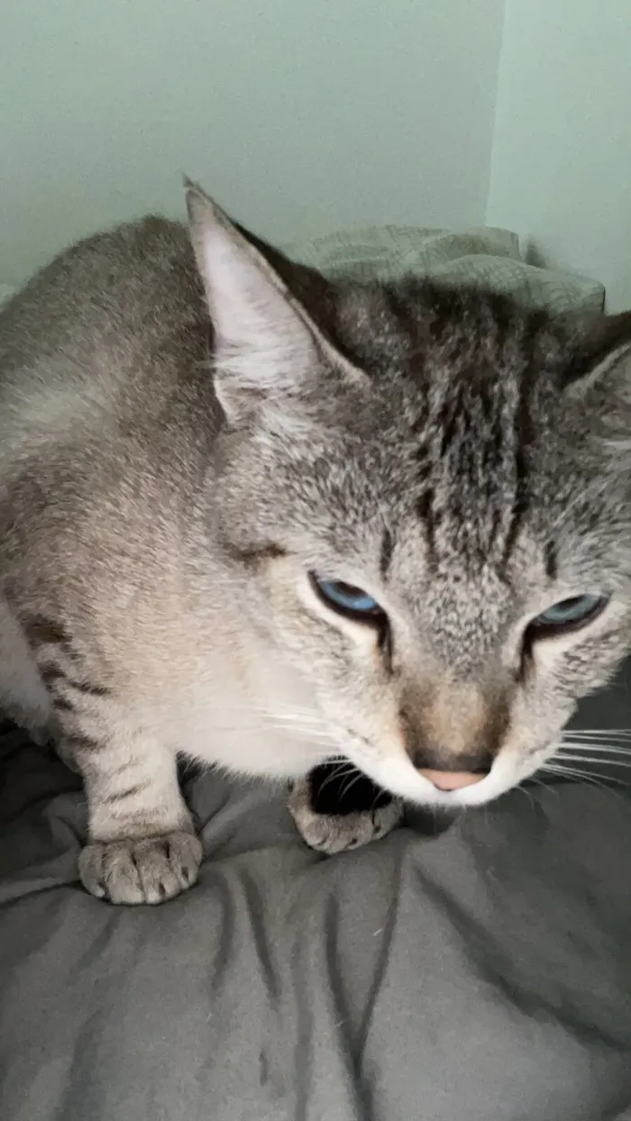 Gato raça SRD-ViraLata idade 1 ano nome Shane