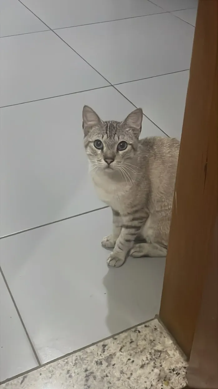Gato raça SRD-ViraLata idade 1 ano nome Shane