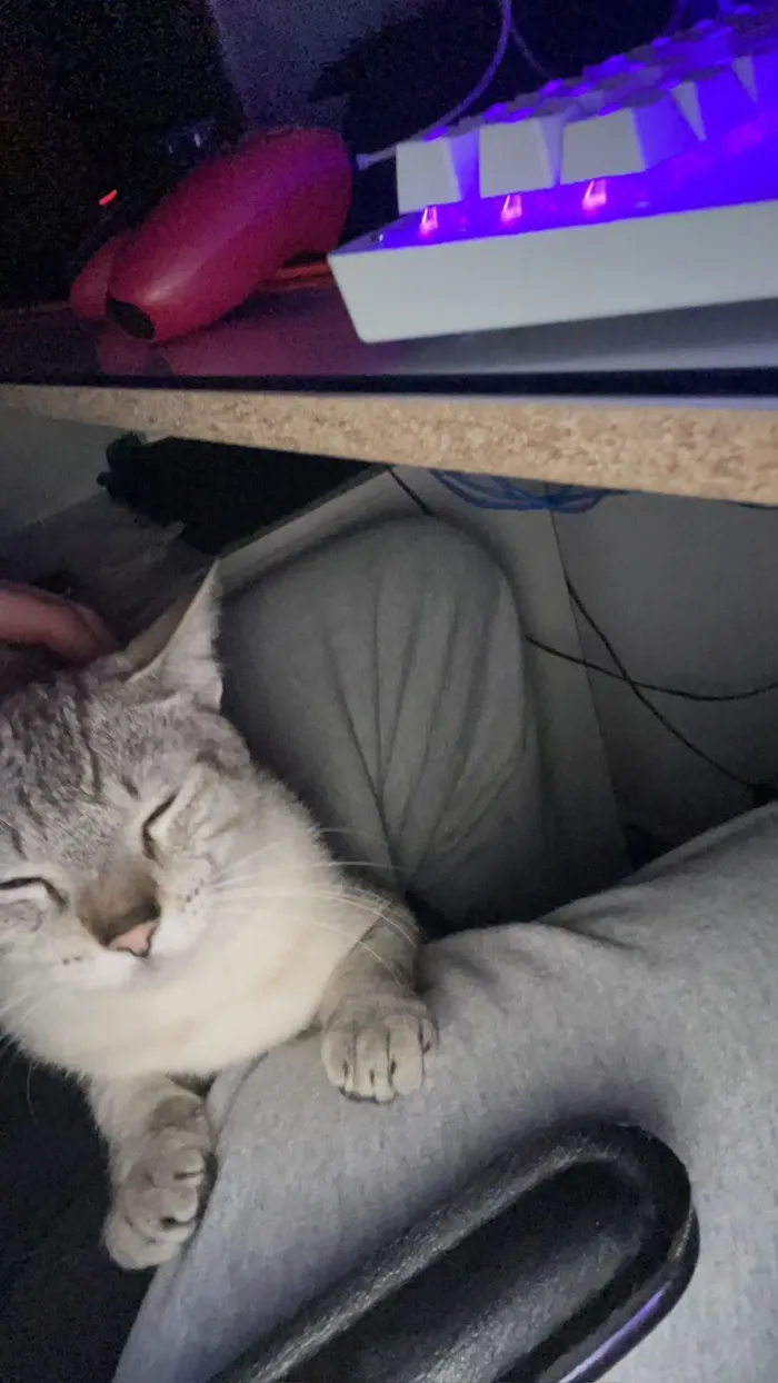 Gato raça SRD-ViraLata idade 1 ano nome Shane