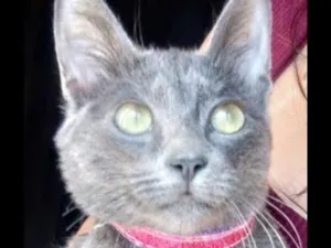 Gato raça SRD-ViraLata idade 1 ano nome Soninha 