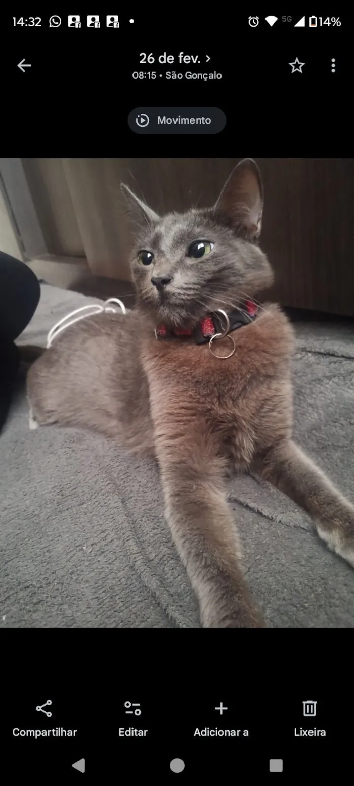 Gato raça SRD-ViraLata idade 1 ano nome Soninha 