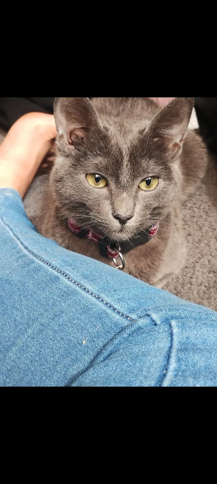 Gato raça SRD-ViraLata idade 1 ano nome Soninha 