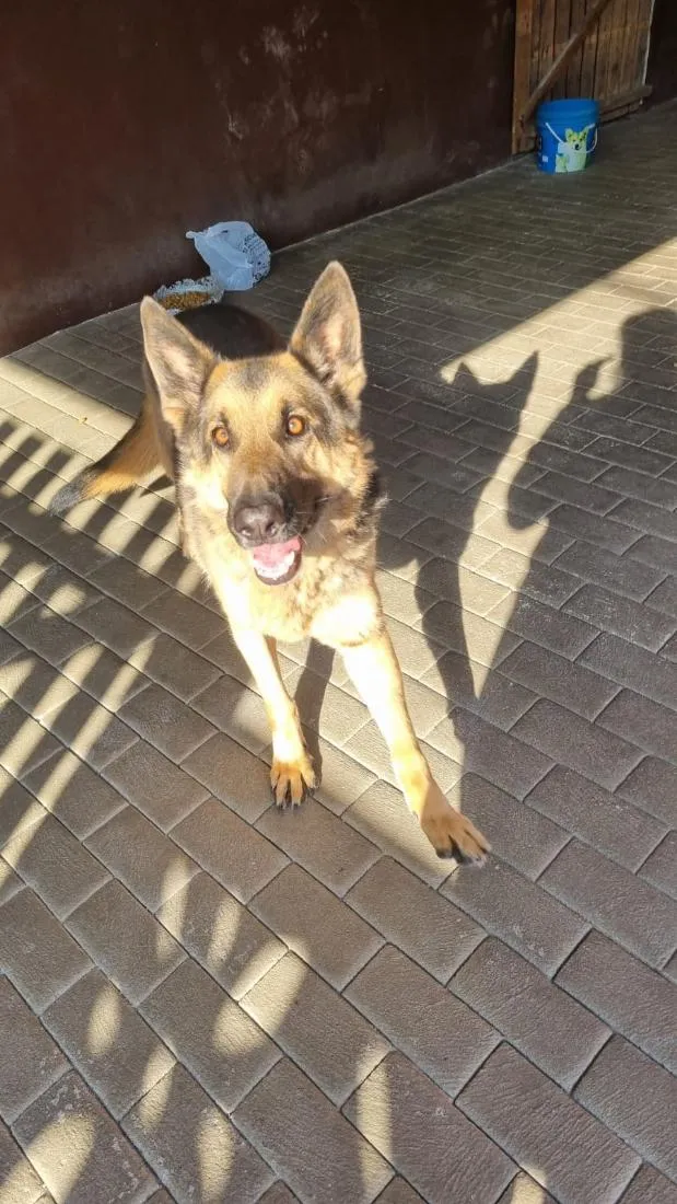 Cachorro raça Pastor Alemão idade 6 ou mais anos nome Logan