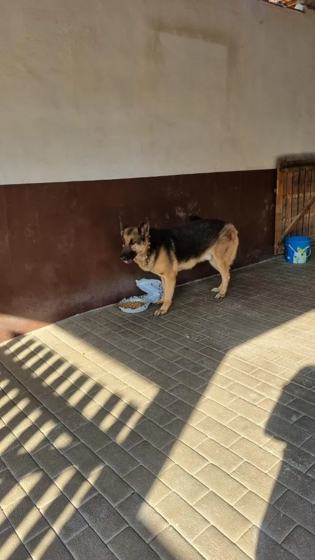 Cachorro raça Pastor Alemão idade 6 ou mais anos nome Logan