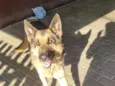 Logan