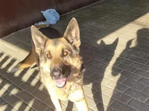 Cachorro raça Pastor Alemão idade 6 ou mais anos nome Logan