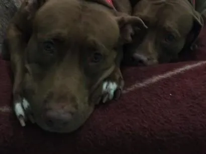 Cachorro raça Pit-Bull idade 5 anos nome Leona, Pandora e Sentinela 