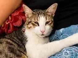 Gato raça SRD-ViraLata idade 1 ano nome Nemo