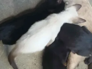 Gato raça Siamês idade 2 a 6 meses nome .