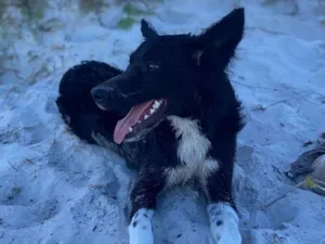Cachorro raça SRD-ViraLata idade 7 a 11 meses nome Bob