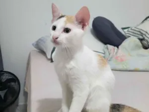 Gato raça SRD-ViraLata idade 2 a 6 meses nome Lilica