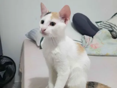 Gato raça SRD-ViraLata idade 2 a 6 meses nome Lilica