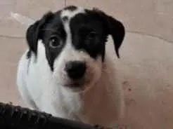 Cachorro raça SRD-ViraLata idade 2 a 6 meses nome MEG