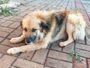 Cachorro raça SRD-ViraLata idade 2 anos nome Spike 