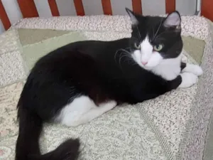 Gato raça SRD-ViraLata idade 3 anos nome MELISSA