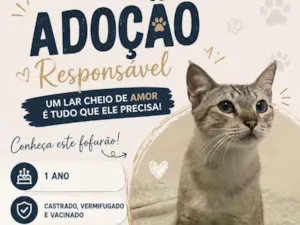 Gato raça SRD-ViraLata idade 1 ano nome Shane