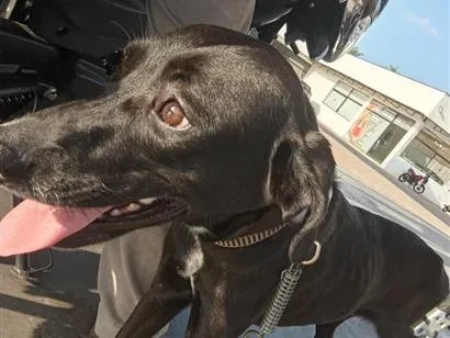 Cachorro raça SRD-ViraLata idade 1 ano nome pretinha 