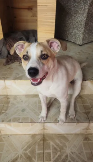 Cachorro raça SRD-ViraLata idade 7 a 11 meses nome Café 