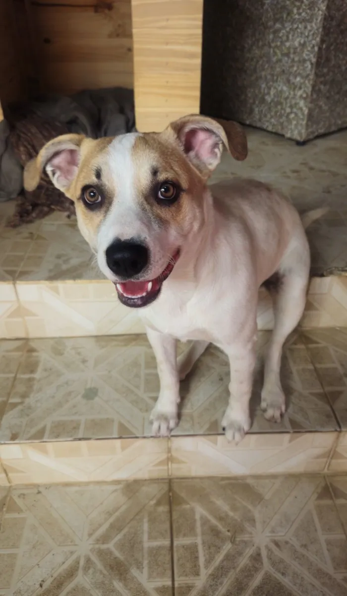 Cachorro raça SRD-ViraLata idade 7 a 11 meses nome Café 