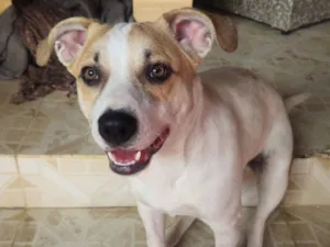 Cachorro raça SRD-ViraLata idade 7 a 11 meses nome Café 