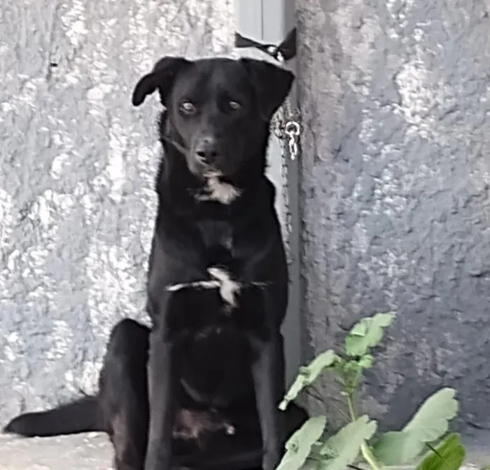 Cachorro raça SRD-ViraLata idade 3 anos nome Fluck