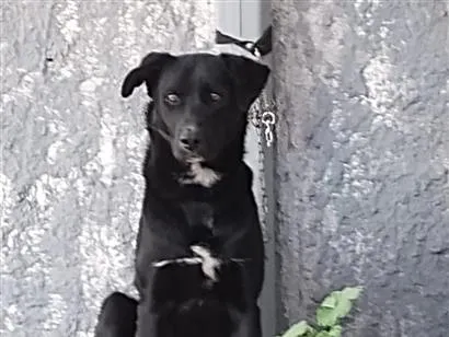 Cachorro raça SRD-ViraLata idade 3 anos nome Fluck