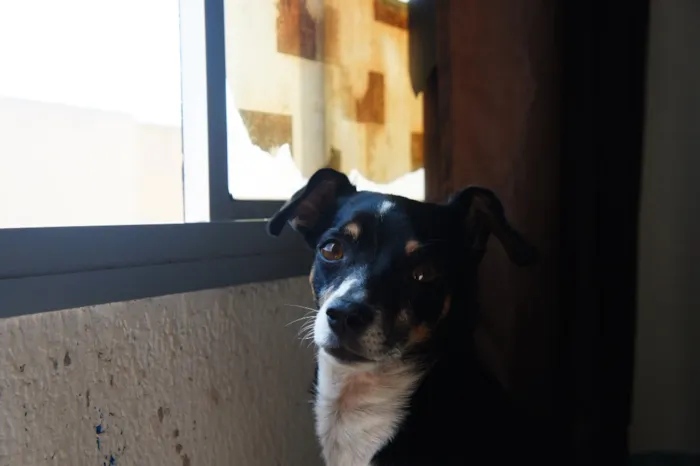 Cachorro raça SRD-ViraLata idade 5 anos nome Jade