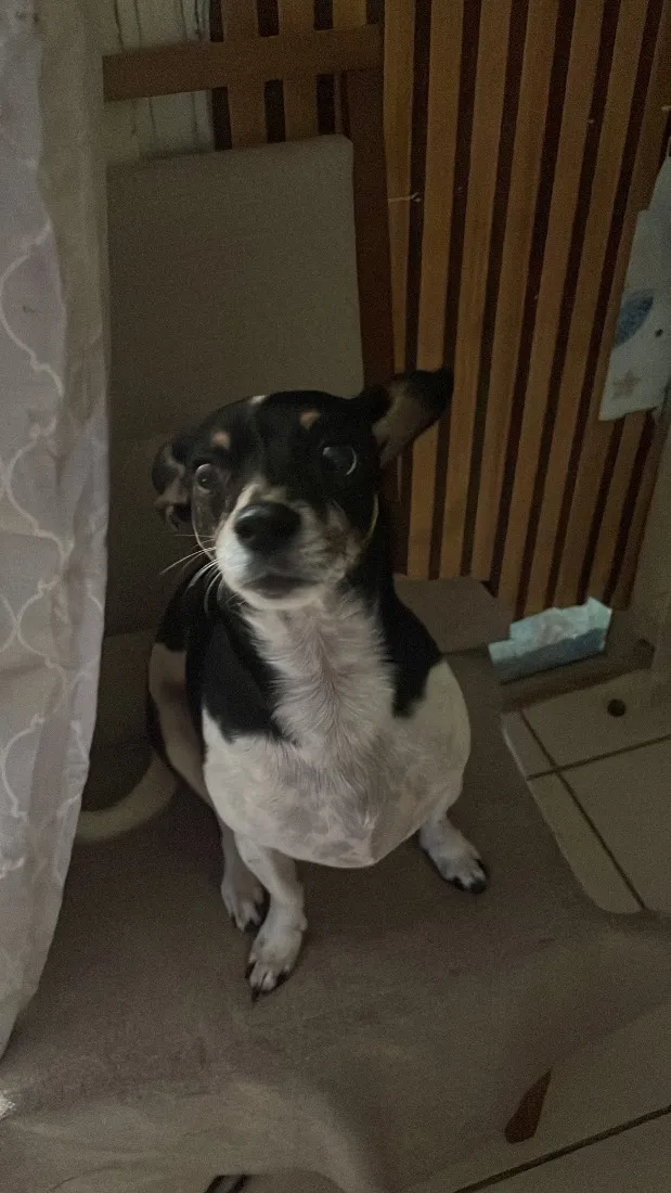 Cachorro raça SRD-ViraLata idade 5 anos nome Jade