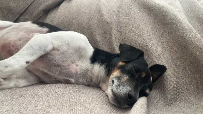 Cachorro raça SRD-ViraLata idade 5 anos nome Jade