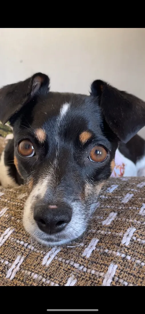 Cachorro raça SRD-ViraLata idade 5 anos nome Jade