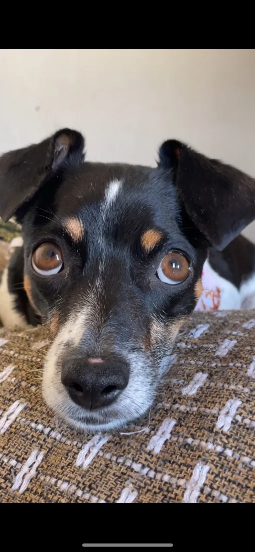 Cachorro raça SRD-ViraLata idade 5 anos nome Jade