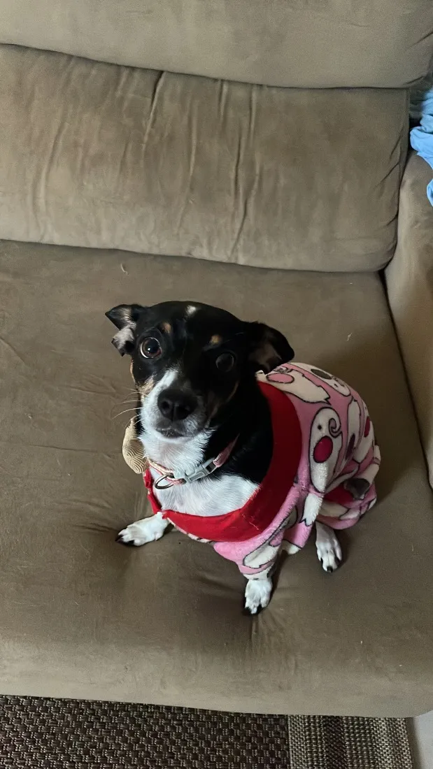 Cachorro raça SRD-ViraLata idade 5 anos nome Jade