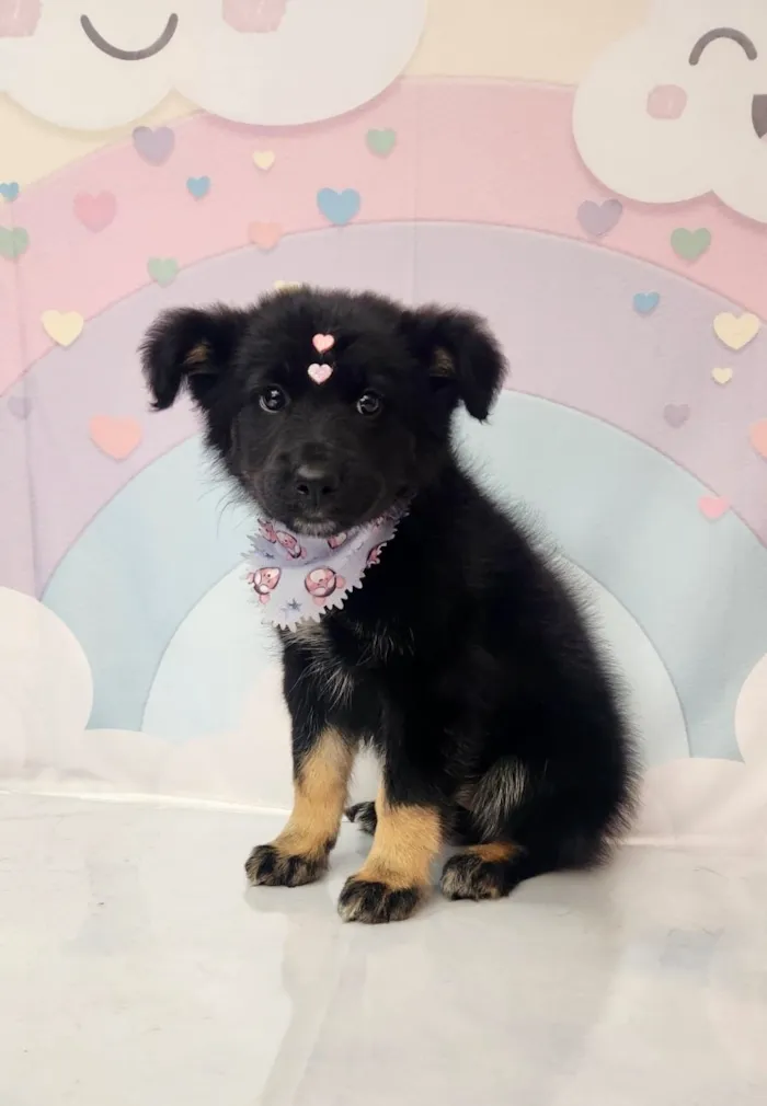 Cachorro raça SRD-ViraLata idade 2 a 6 meses nome GRACINHA