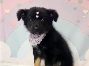 Cachorro raça SRD-ViraLata idade 2 a 6 meses nome GRACINHA