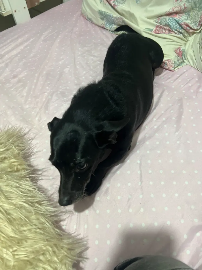 Cachorro raça SRD-ViraLata idade 6 ou mais anos nome Moreninha