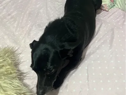 Cachorro raça SRD-ViraLata idade 6 ou mais anos nome Moreninha