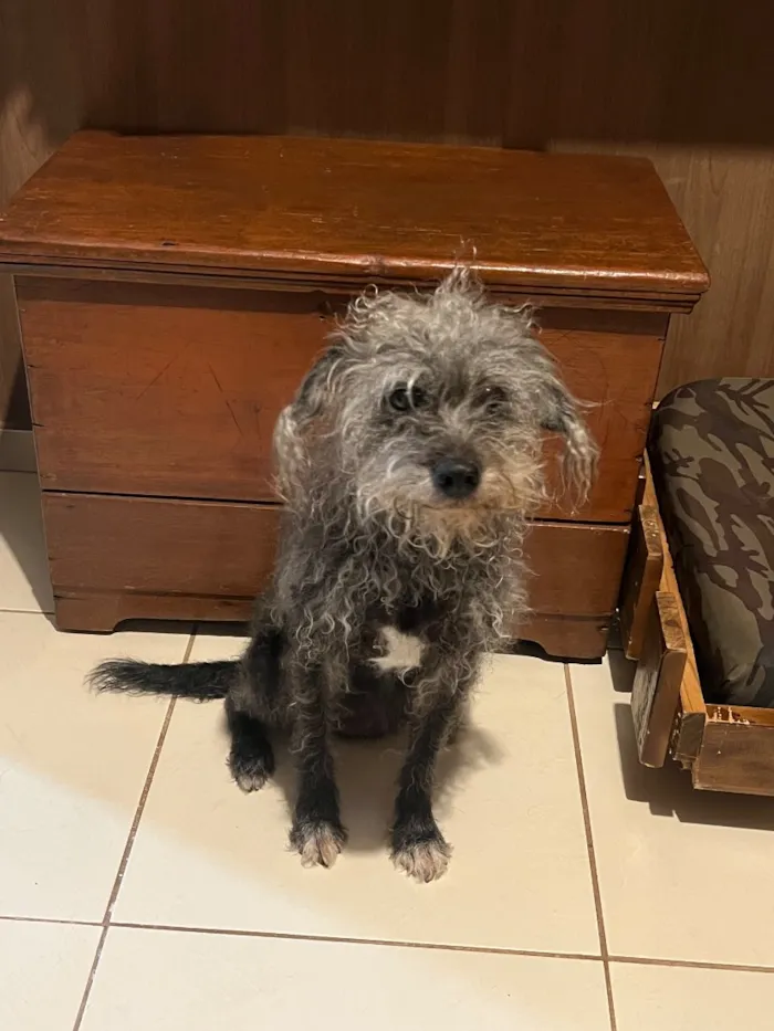 Cachorro raça SRD-ViraLata idade 6 ou mais anos nome Fiona