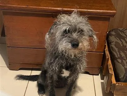 Cachorro raça SRD-ViraLata idade 6 ou mais anos nome Fiona