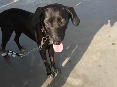 Cachorro raça SRD-ViraLata idade 1 ano nome pretinha 