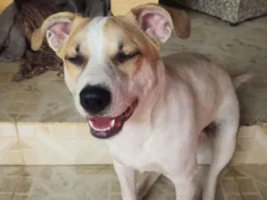 Cachorro raça SRD-ViraLata idade 7 a 11 meses nome Café 
