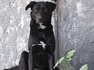Cachorro raça SRD-ViraLata idade 3 anos nome Fluck