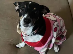 Cachorro raça SRD-ViraLata idade 5 anos nome Jade